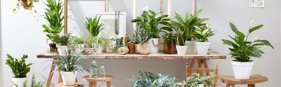 org:/banners product categories/plants/kamerplanten-1.jpg